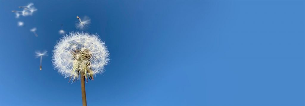 Pusteblume mit wegfliegenden Flugsamen